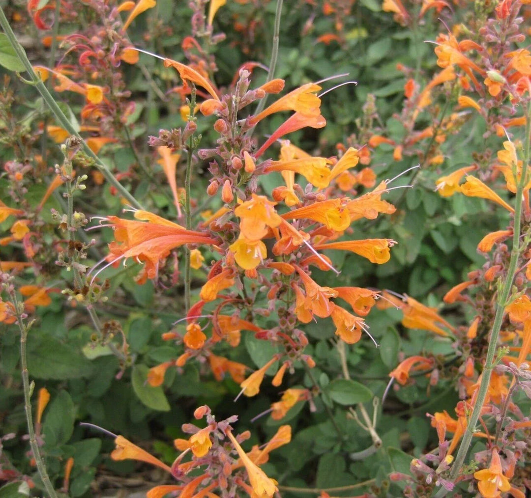 hummingbird mint flower seeds