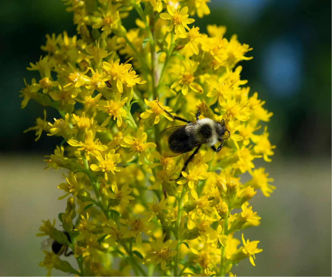 showy goldenrod flower seeds