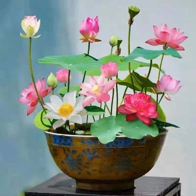 pink red flower seeds