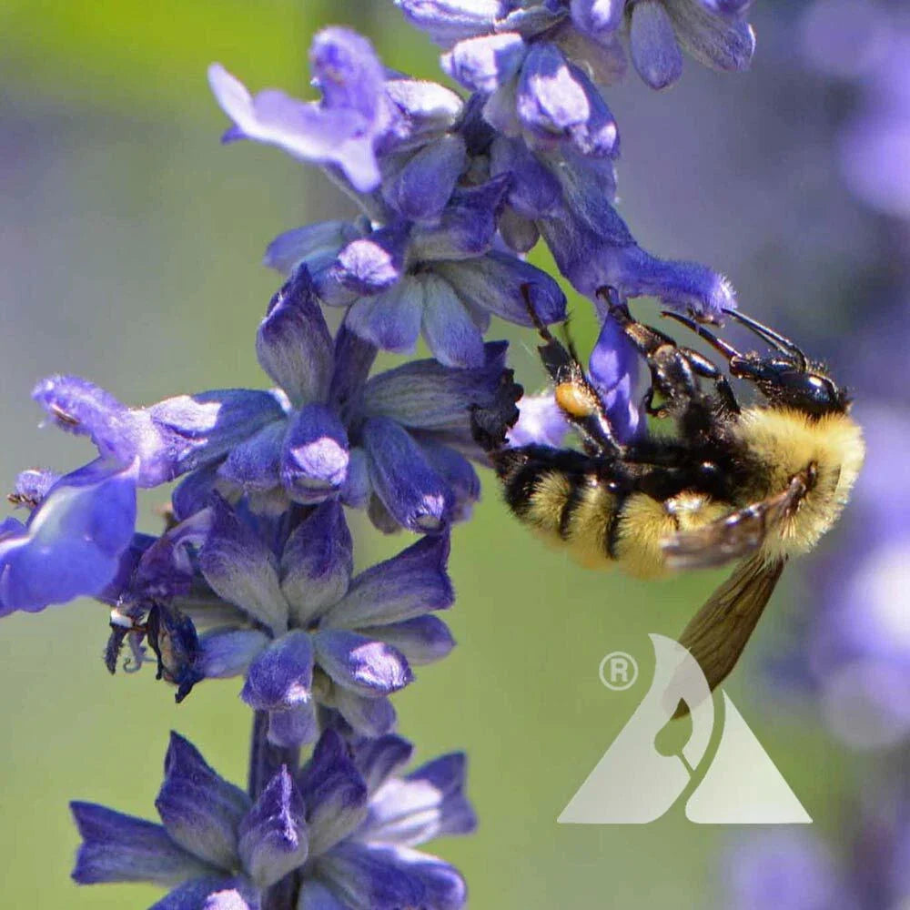 wildflower mix flower seeds