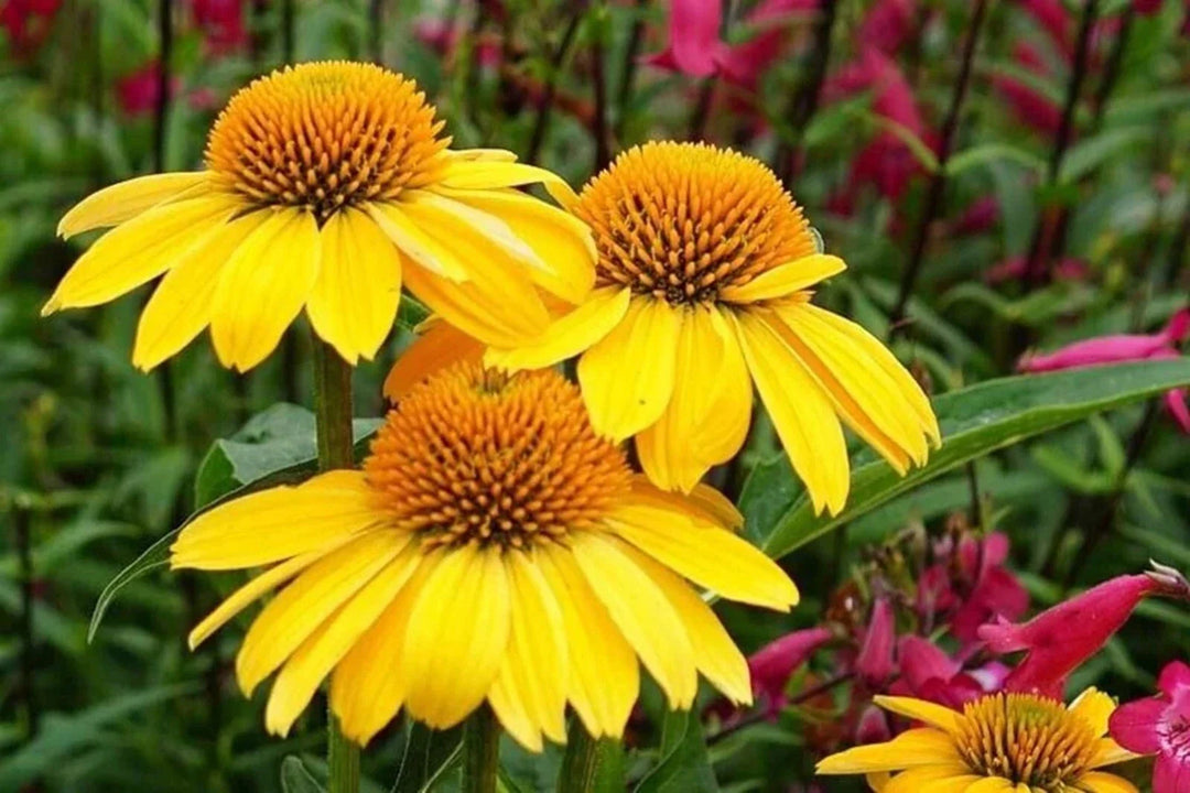 granada gold flower seeds