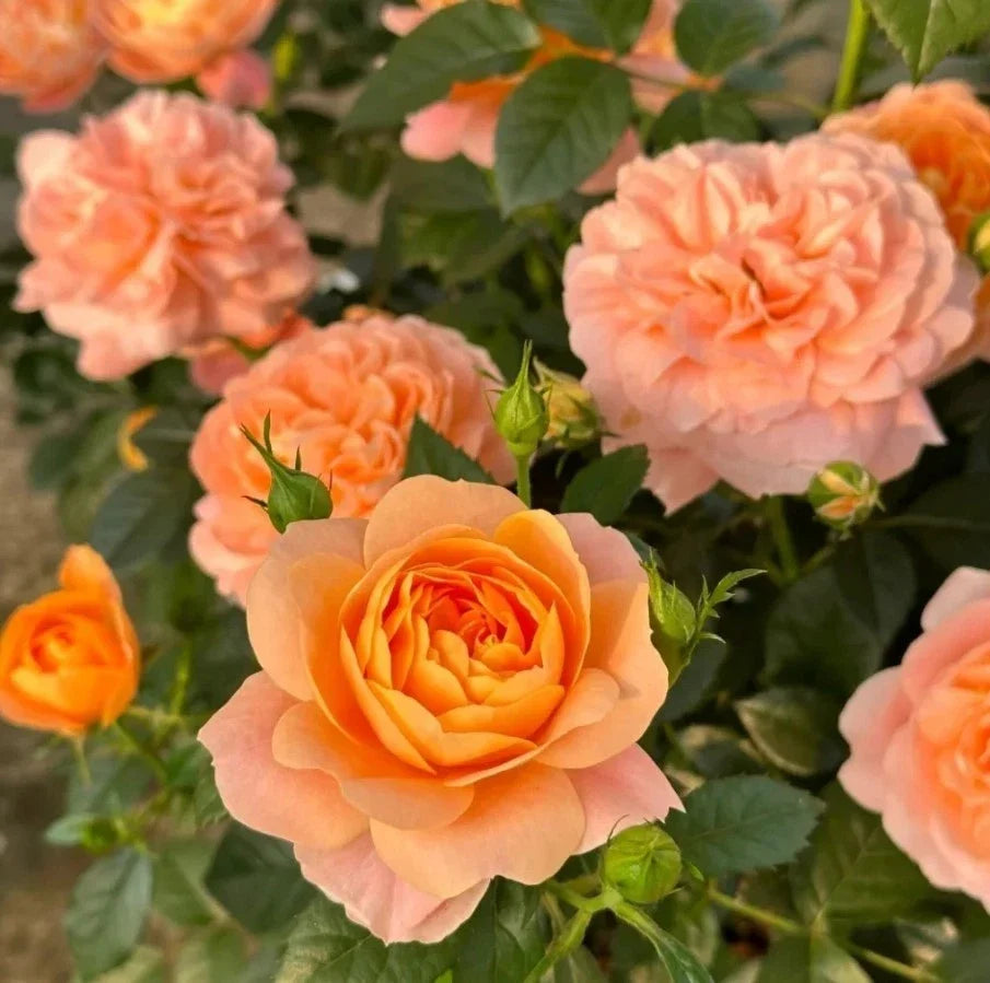 juicy terrazza flower seeds