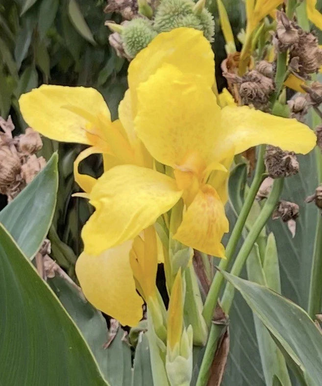yellow tall flower seeds