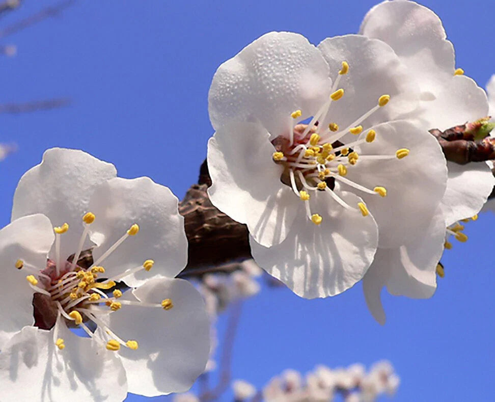 apricot prunus flower seeds
