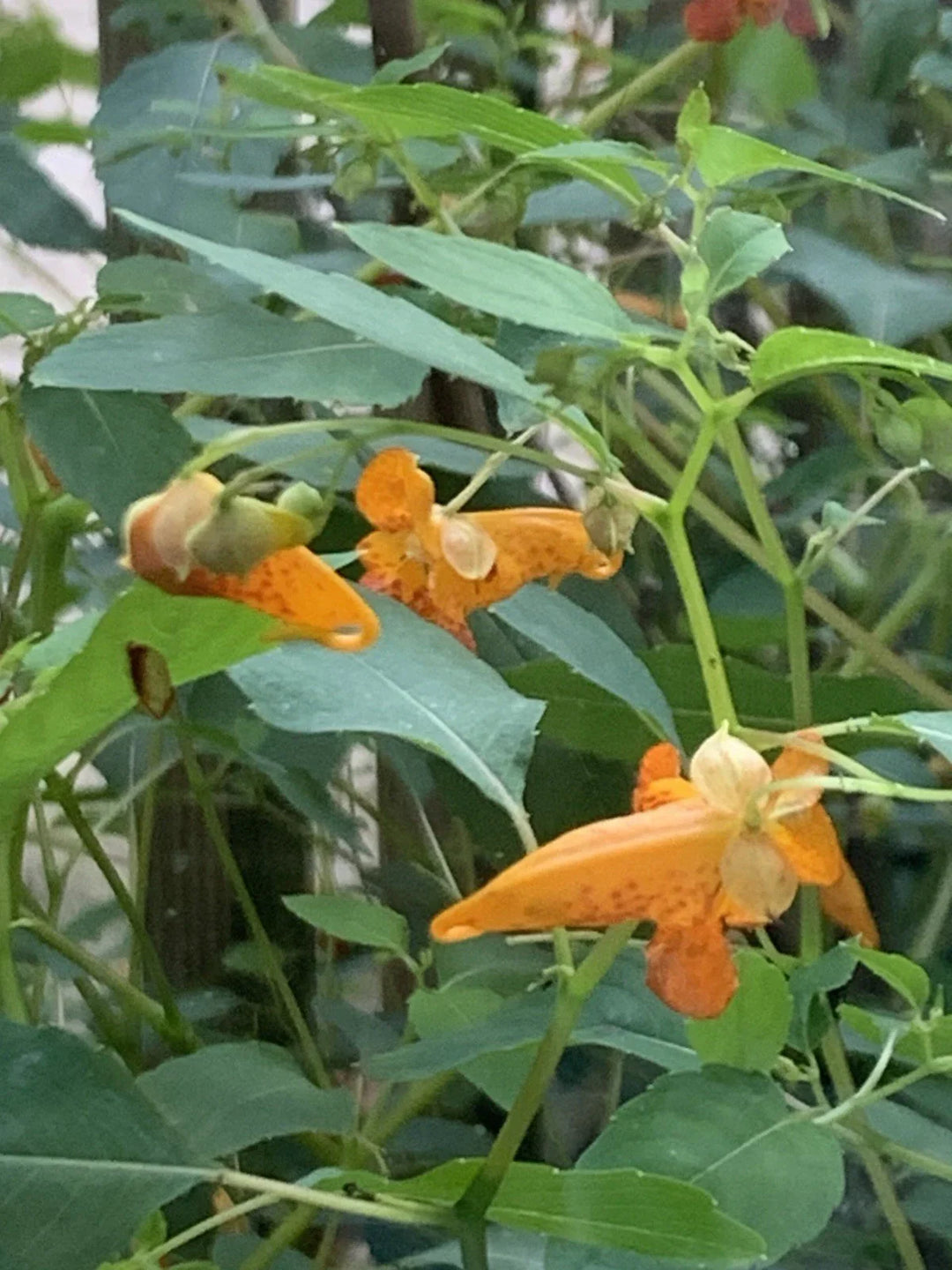 orange freebogo flower seeds