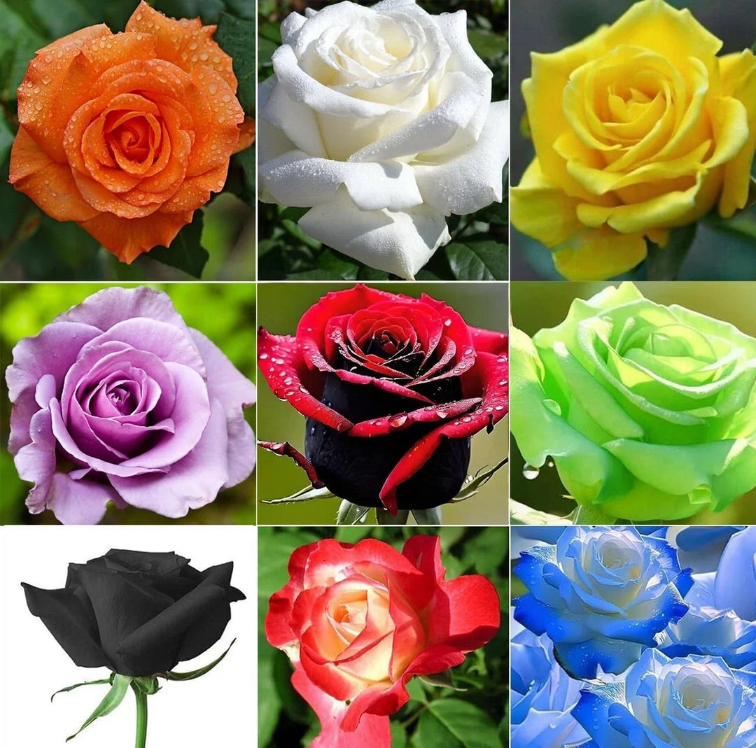multicolored rose flower seeds