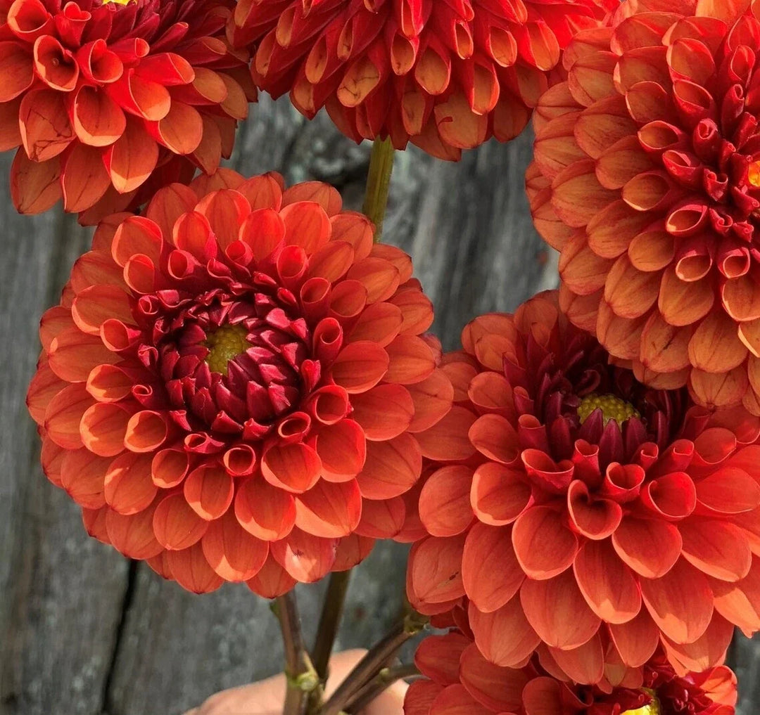 brown sugar flower seeds