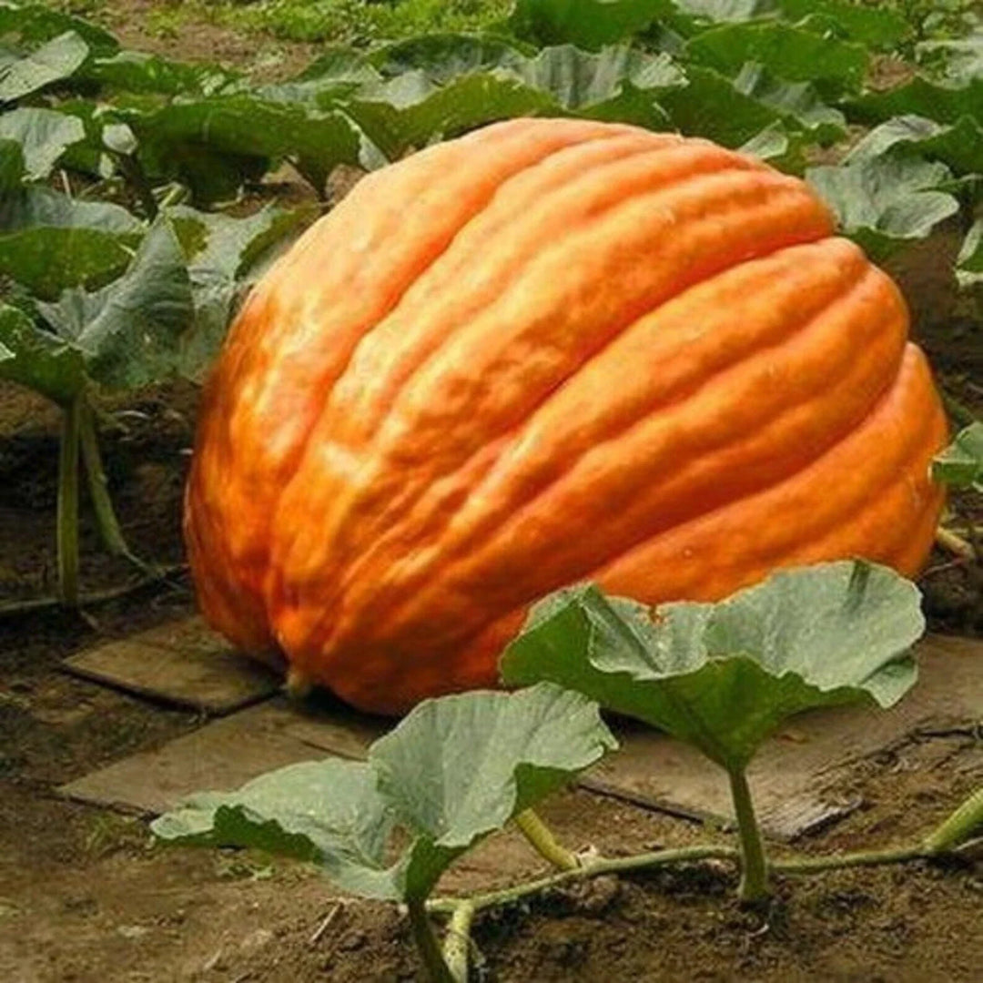 big max flower seeds