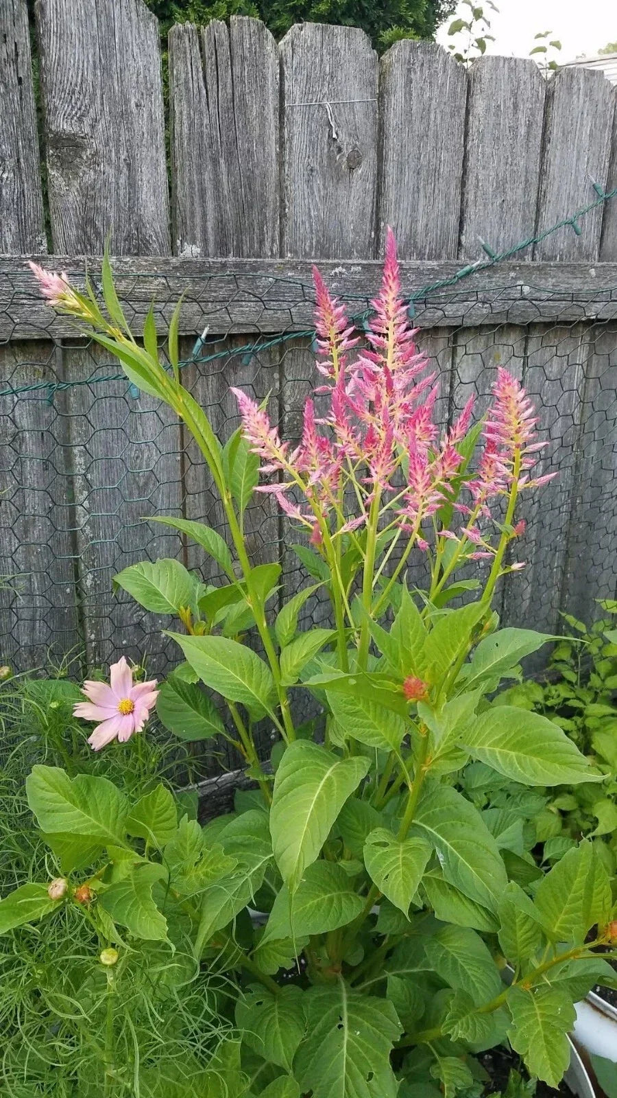 summer sherbert flower seeds
