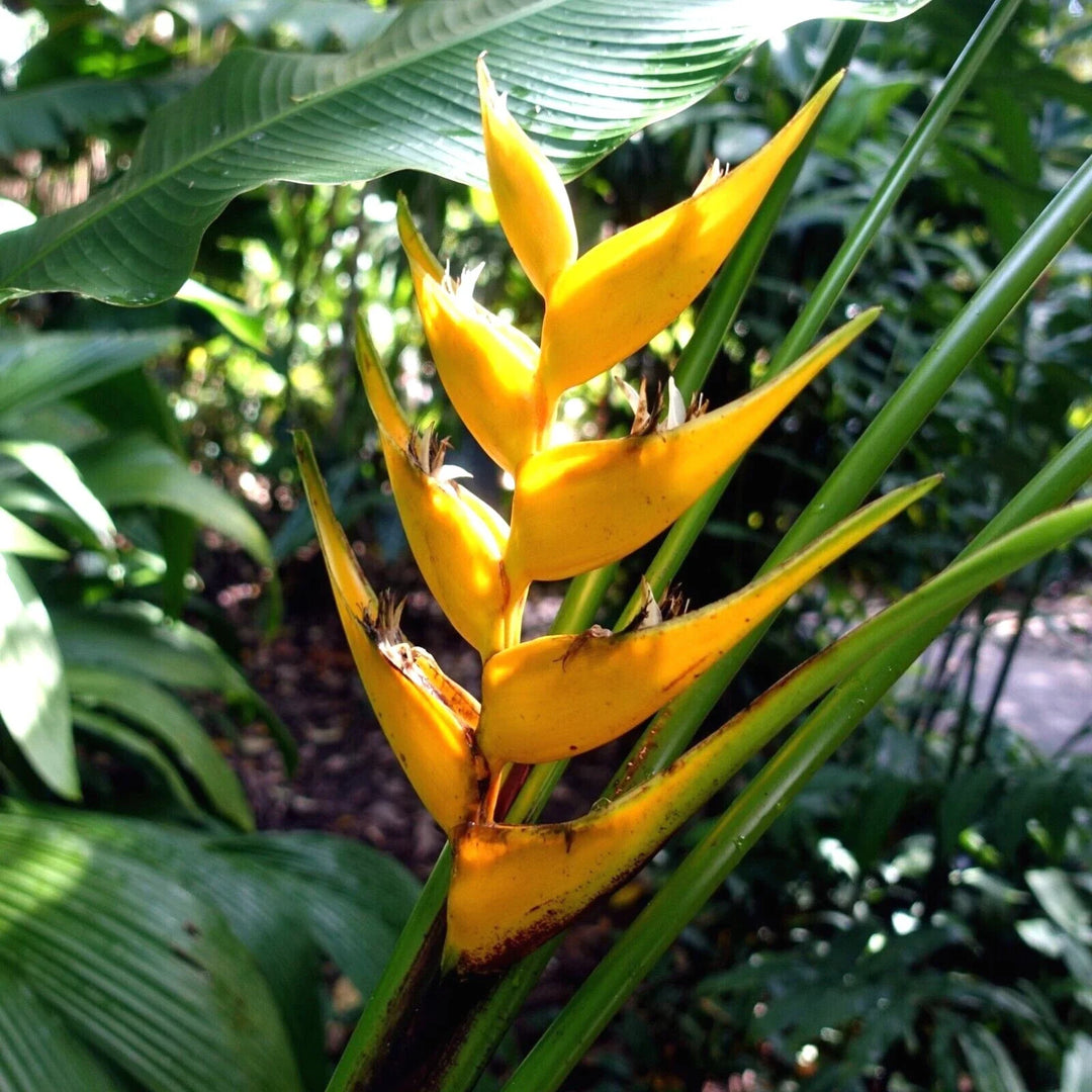 mayan gold flower seeds