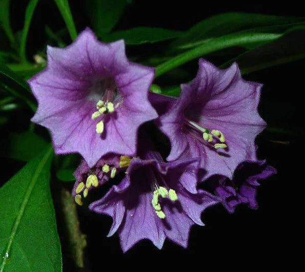 purple royalty flower seeds