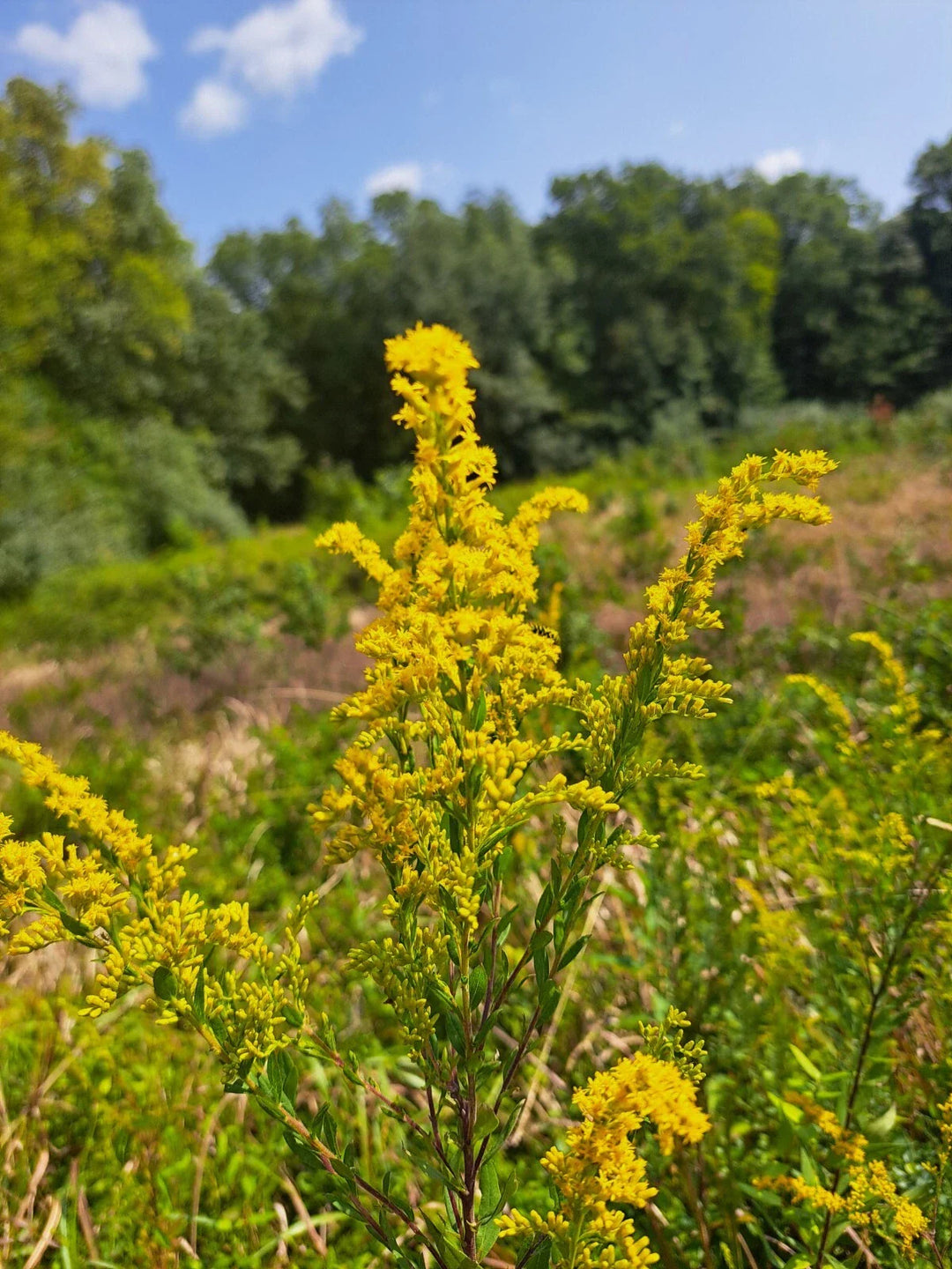 yellow goldenrod flower seeds