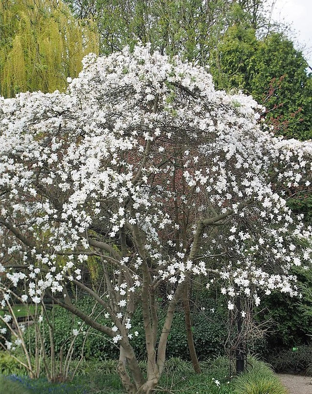 magnolia stellata flower seeds