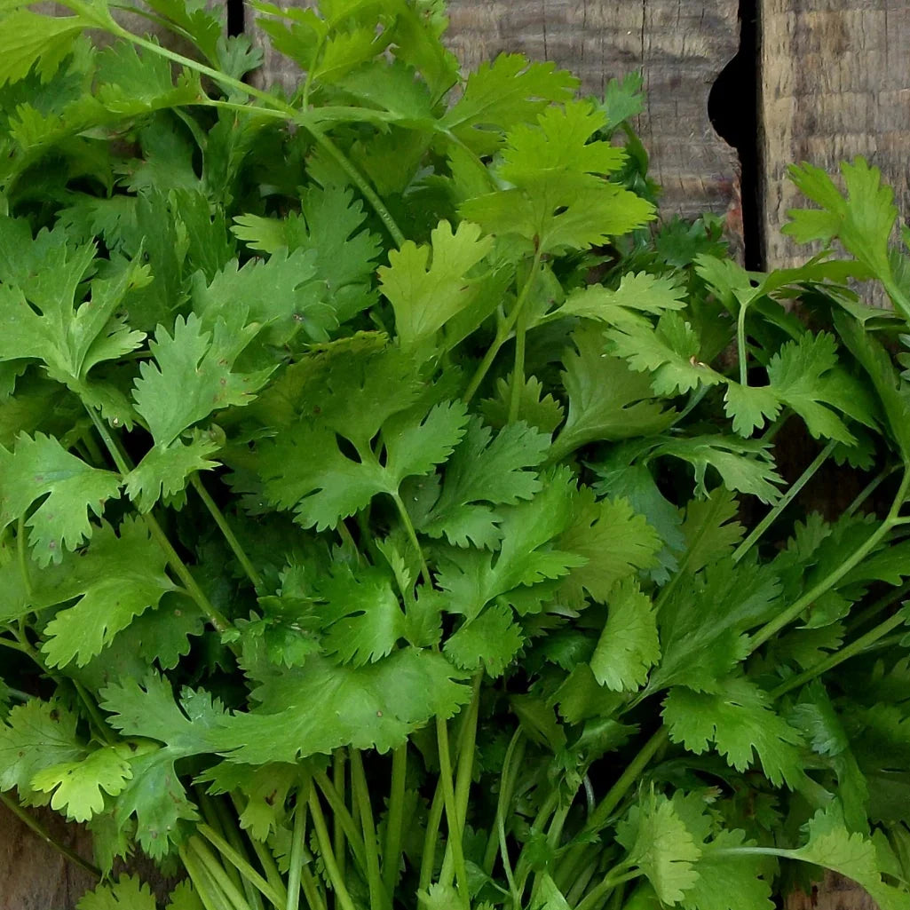 cilantro vegetable flower seeds
