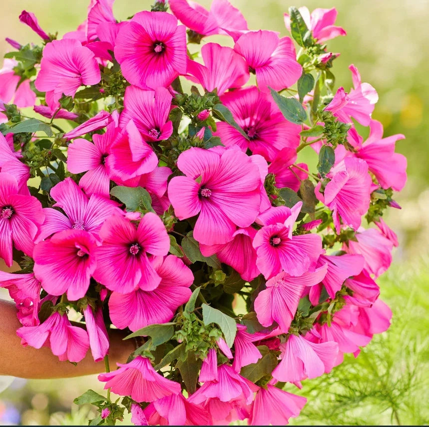 pink rose flower seeds