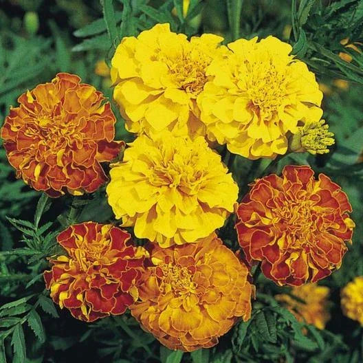 french marigold flower seeds