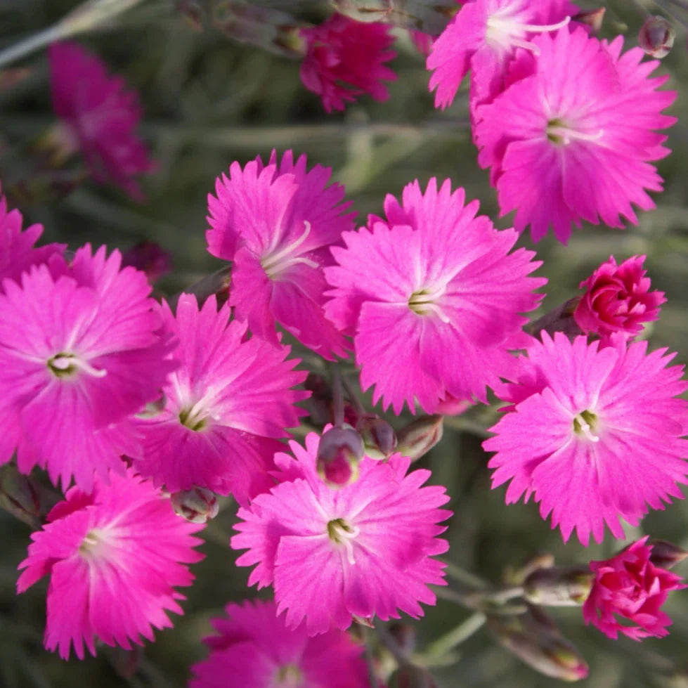 pink firewitch flower seeds
