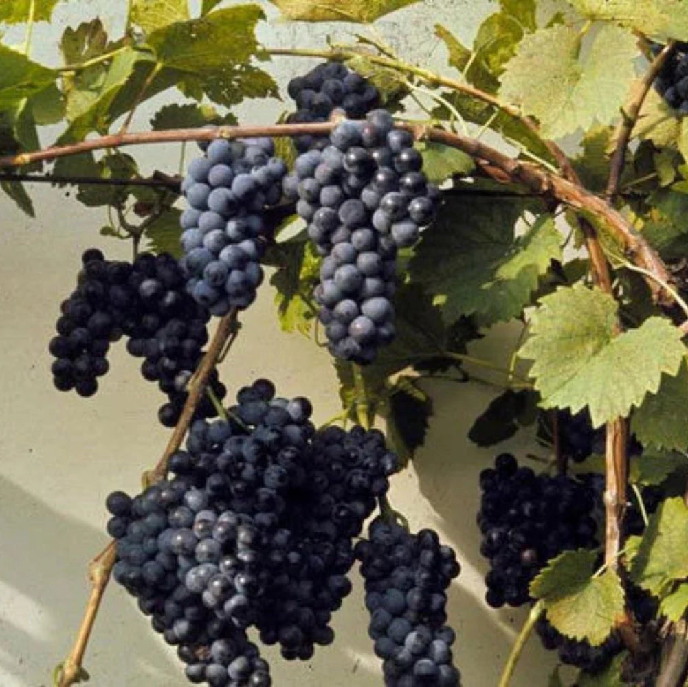 riverbank grape flower seeds