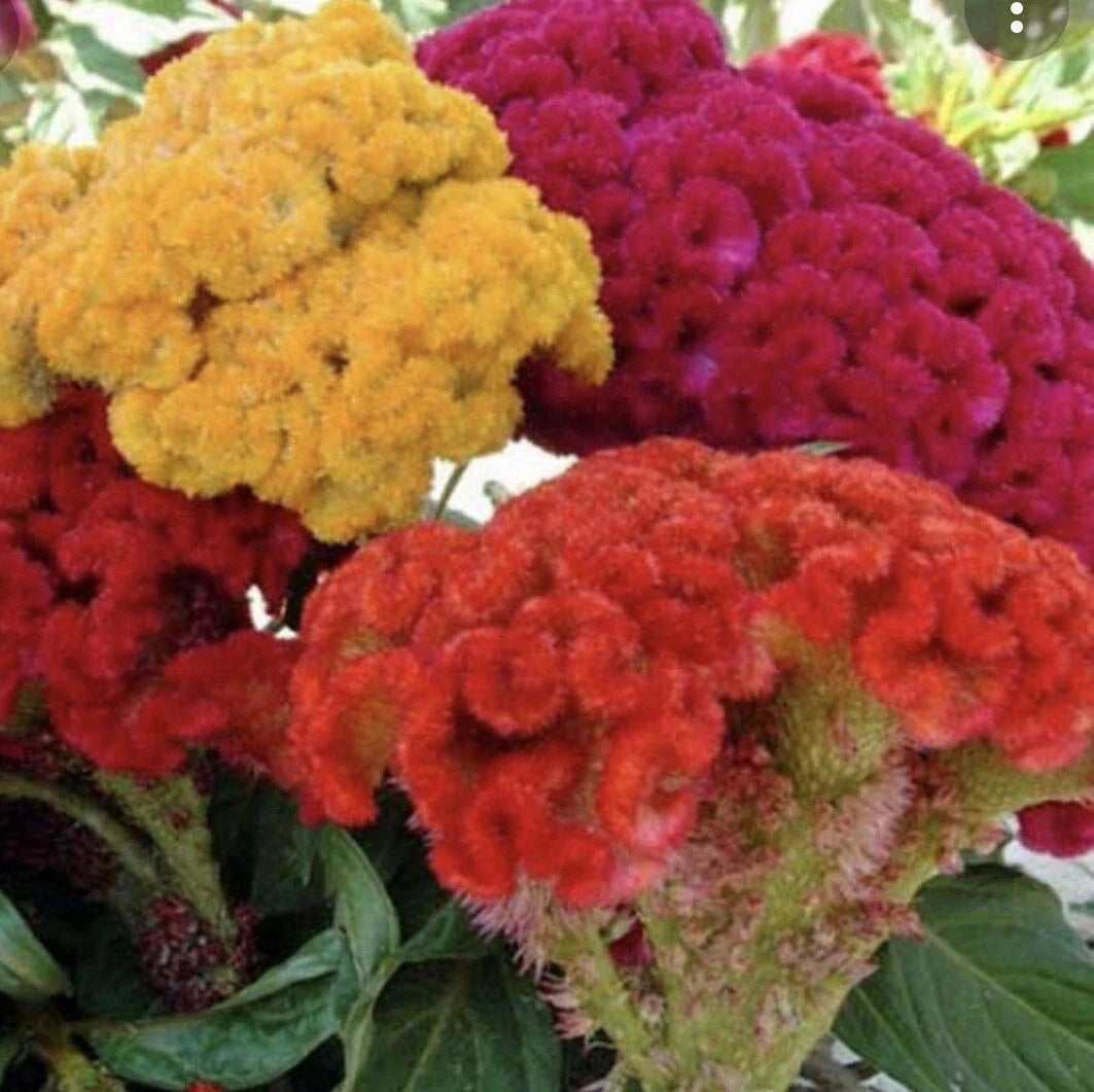 celosia cristata flower seeds
