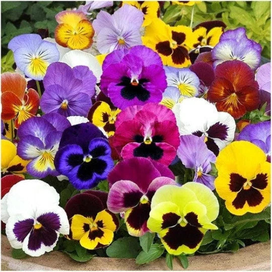 pansy swiss flower seeds