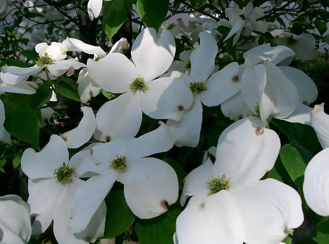white flowering flower seeds