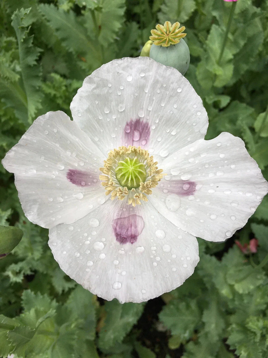 white somniferum flower seeds