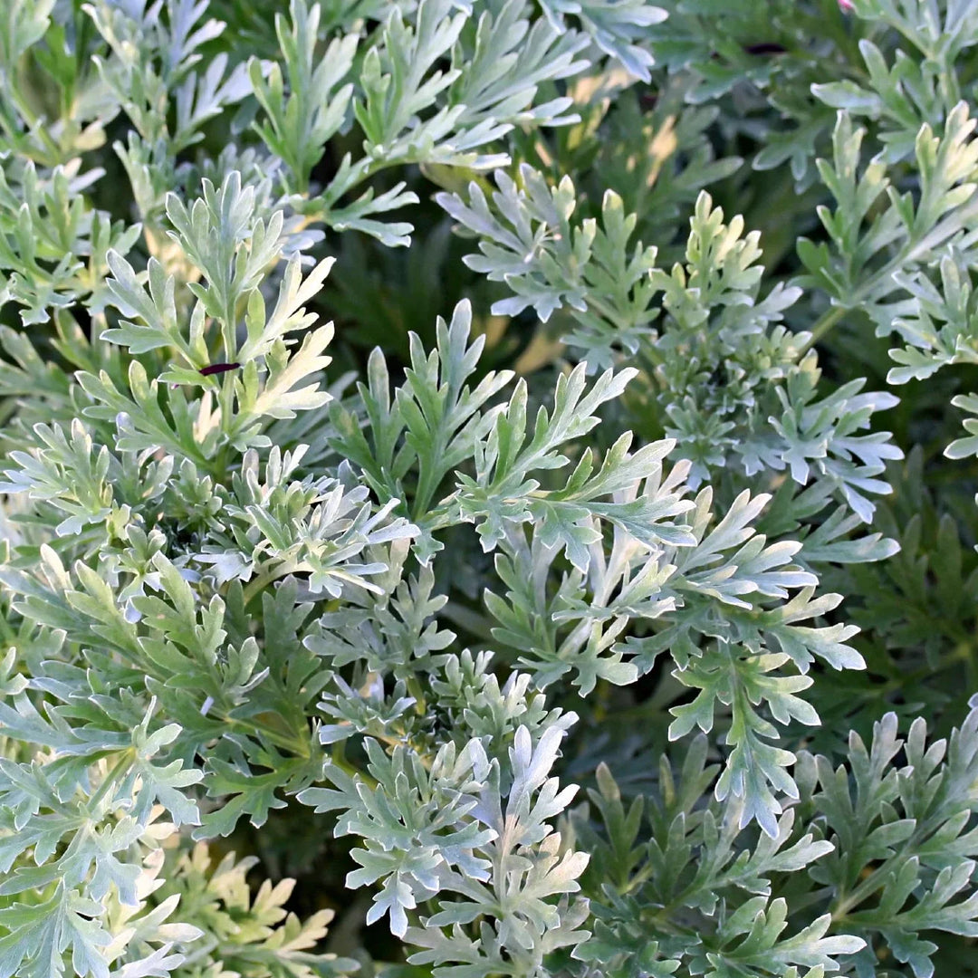 wormwood artemisia flower seeds