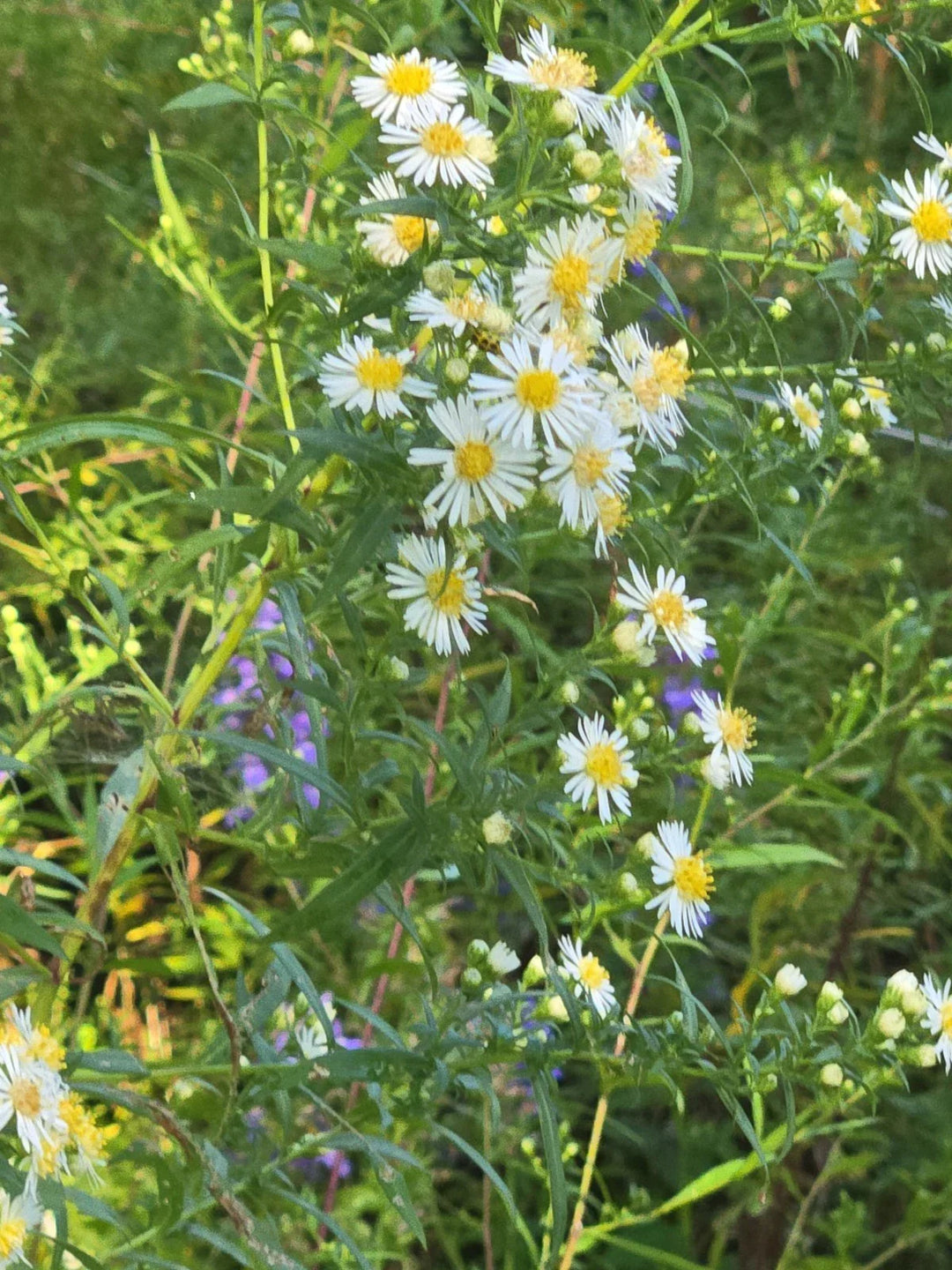 teasp panicled flower seeds