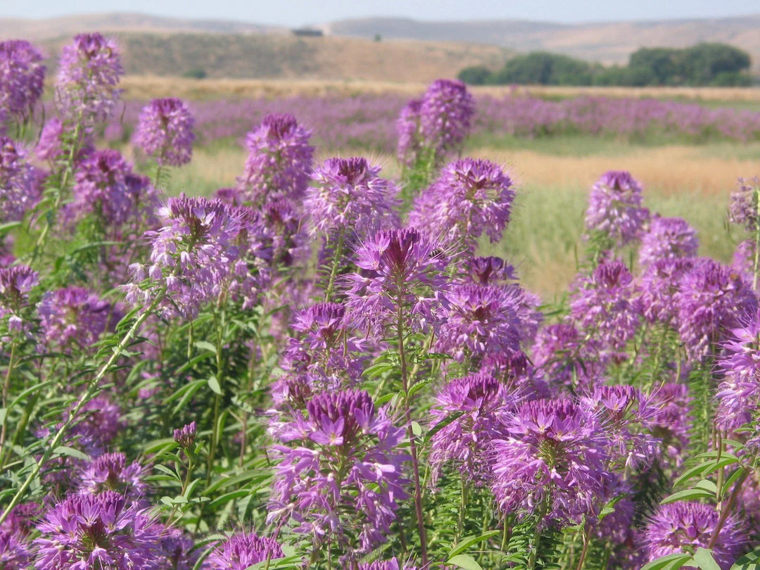 rocky mountain flower seeds