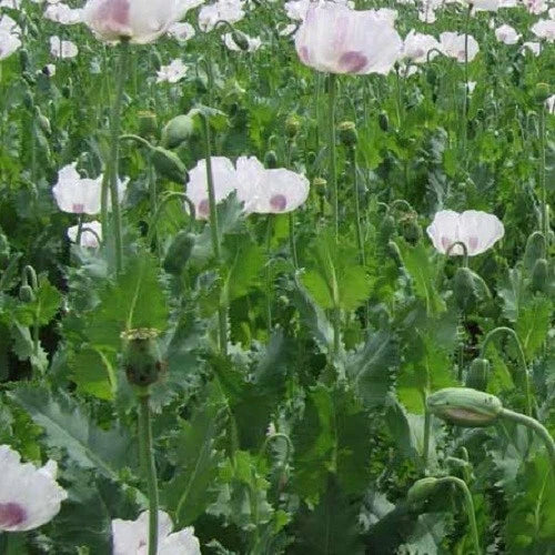 live stratified flower seeds