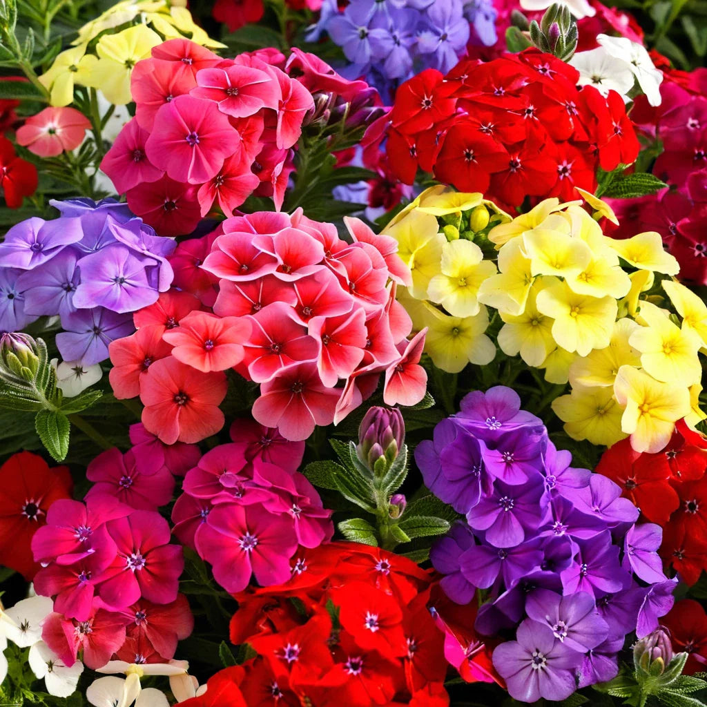 purple orange flower seeds