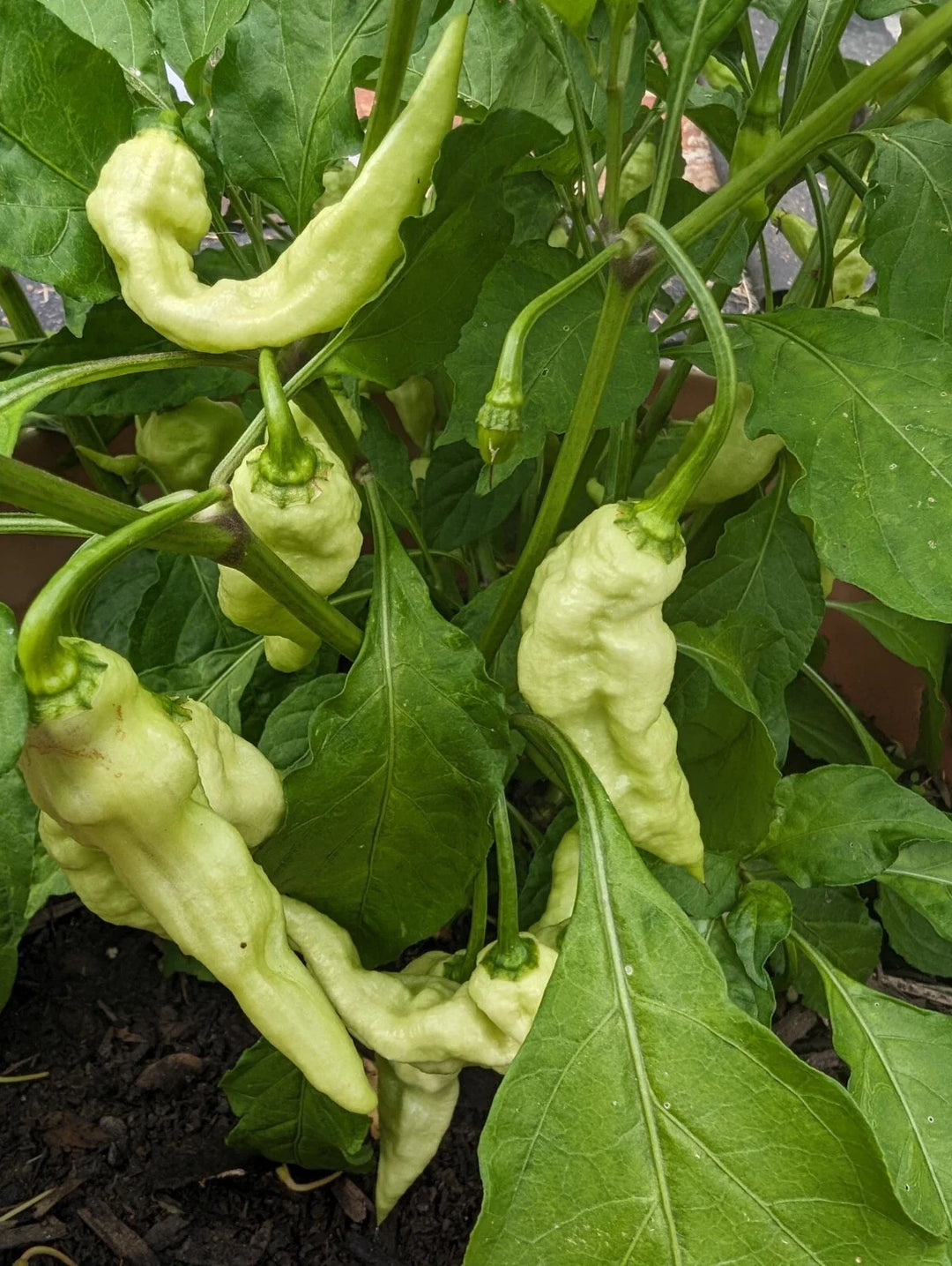 white ghost flower seeds