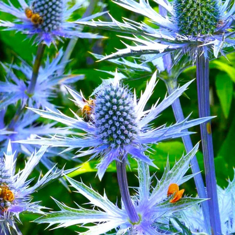 blue sea flower seeds