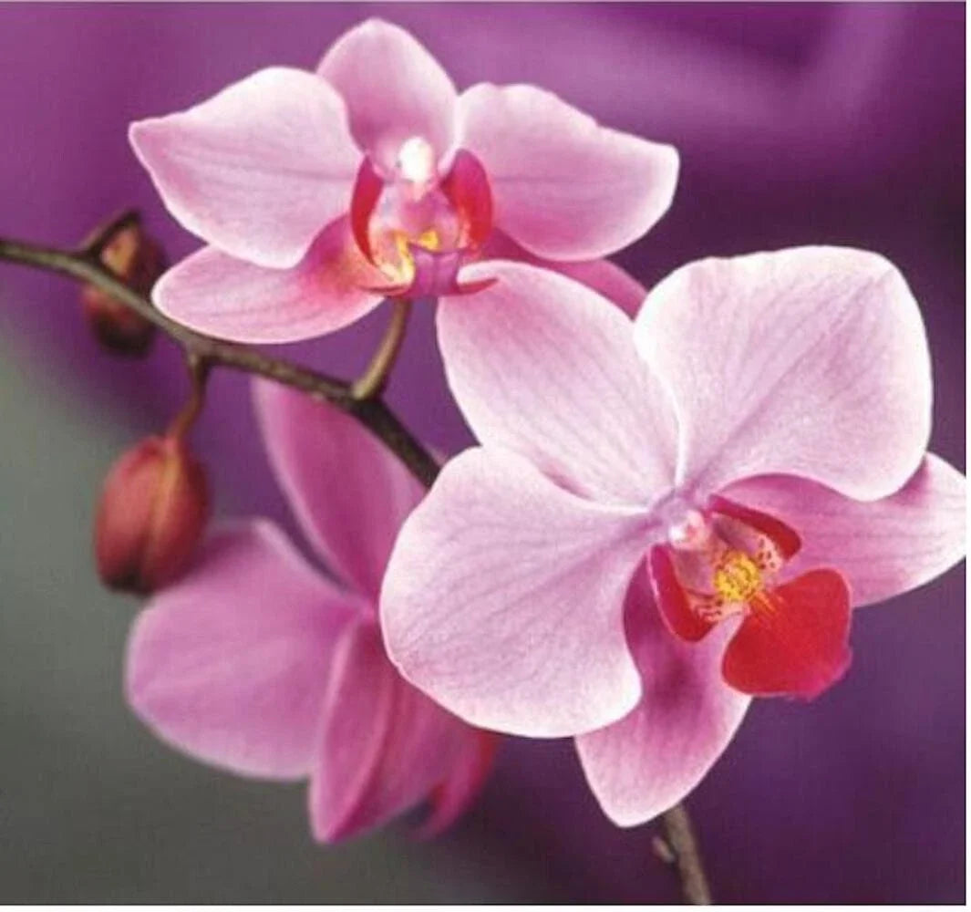 pink for flower seeds