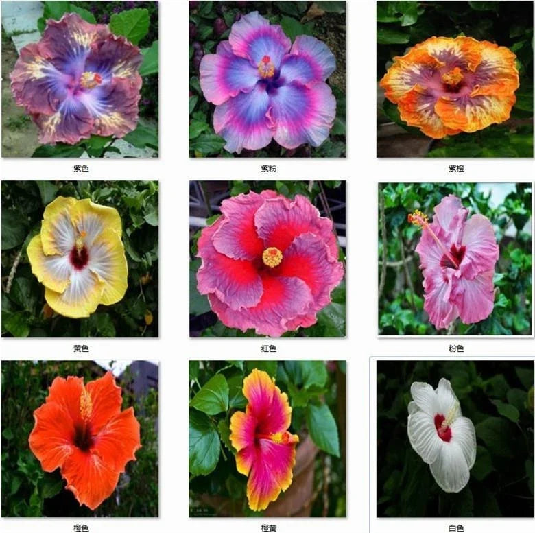 exotic rare flower seeds