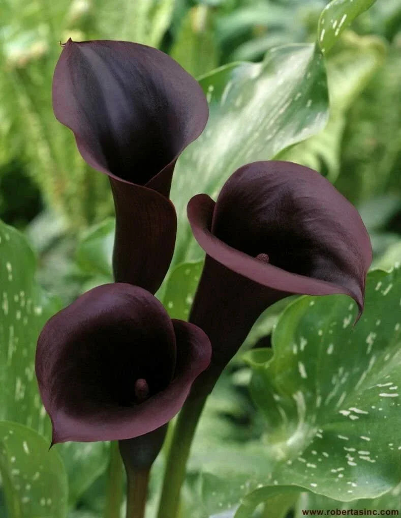 black calla flower seeds