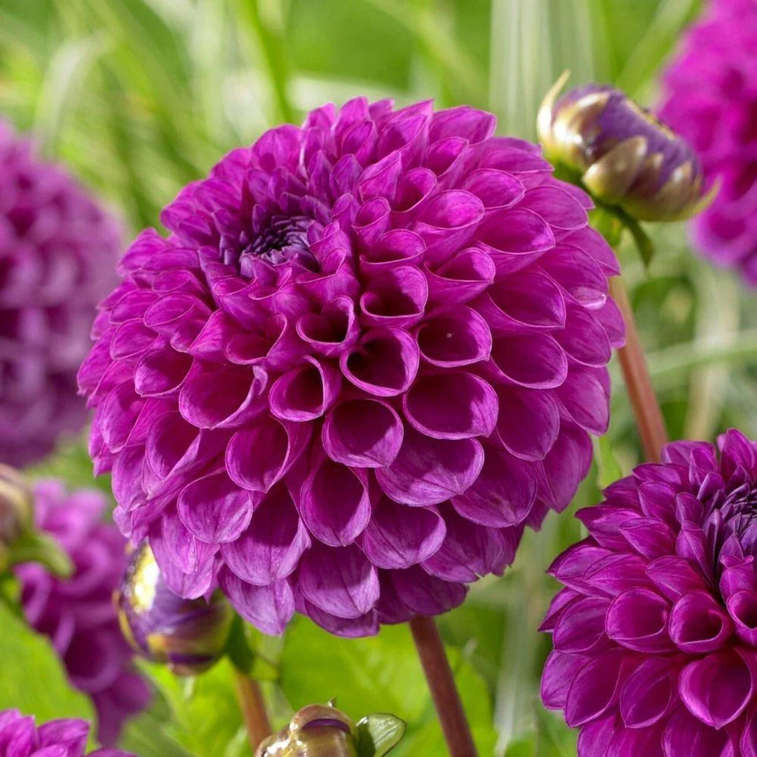 nina dahlia flower seeds