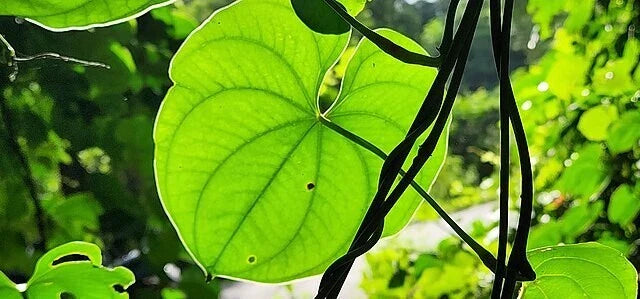 dioscorea wallichii flower seeds