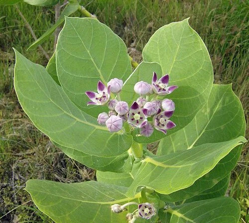 calotropis procera flower seeds