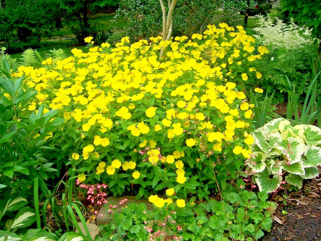 common evening flower seeds