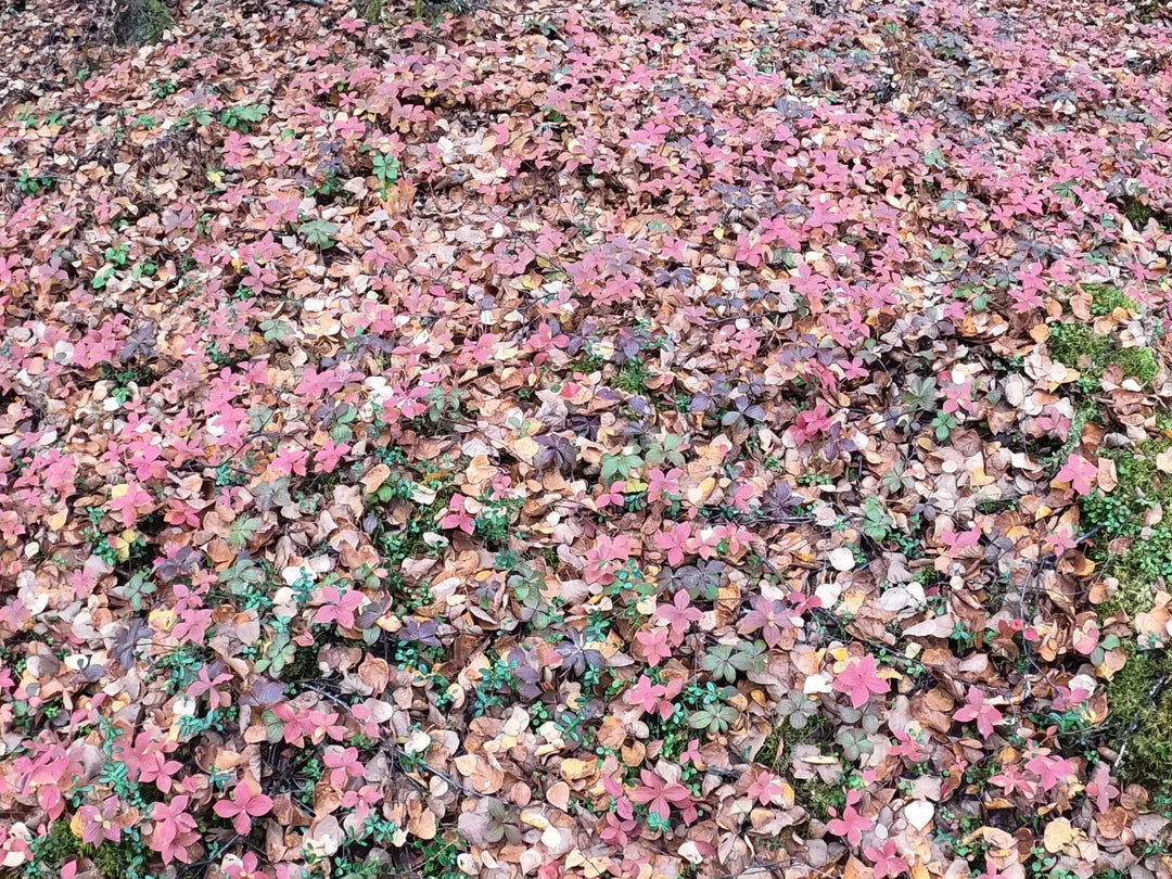 bunchberry cornus flower seeds