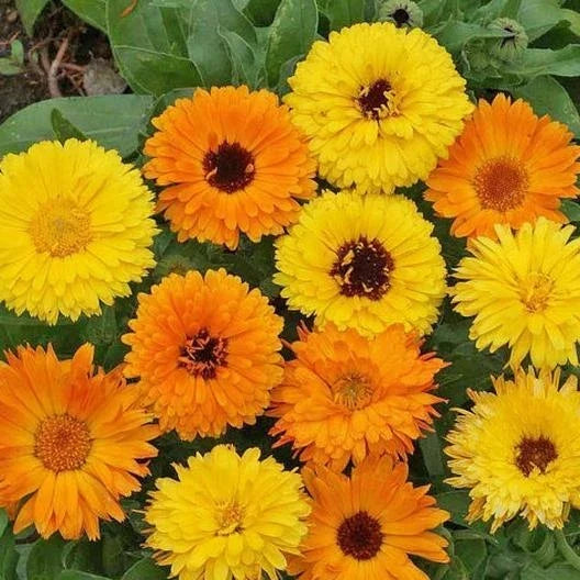 calendula pacific flower seeds