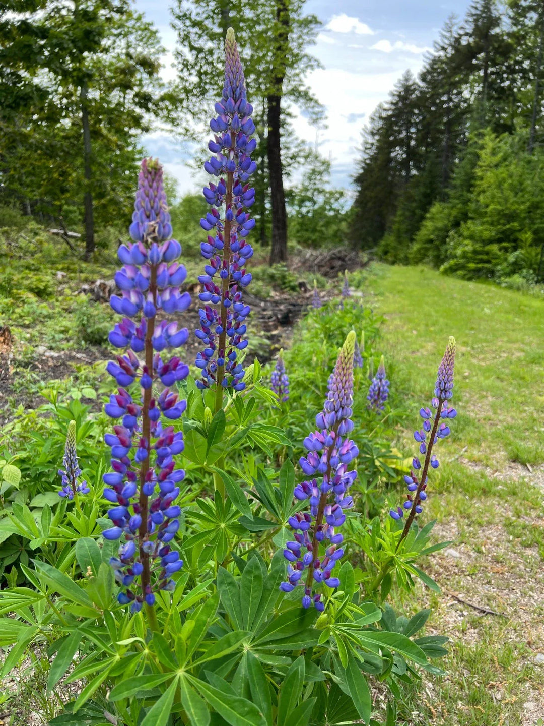 lupine wild flower seeds