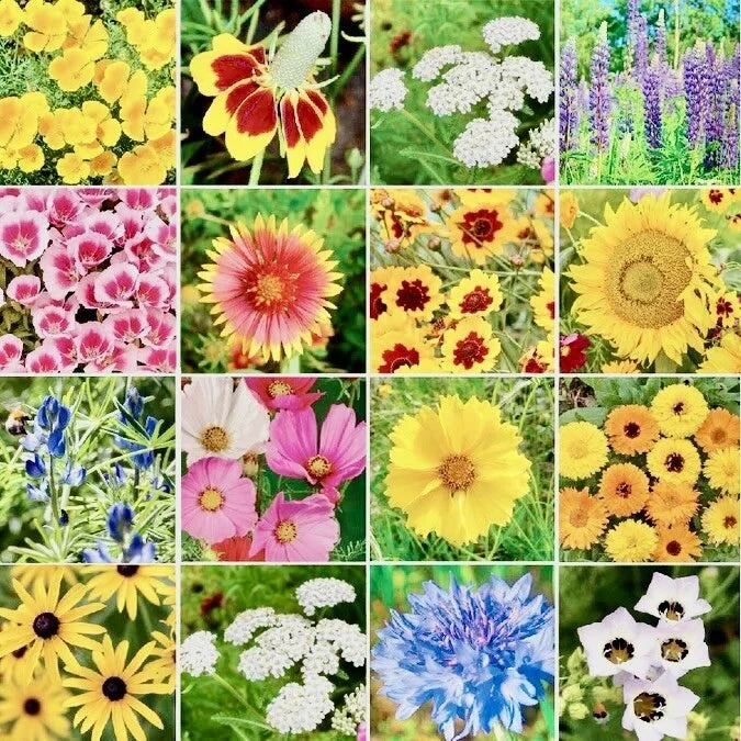 bird butterfly flower seeds