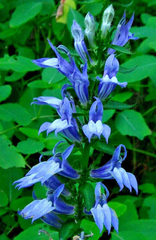 blue giant flower seeds