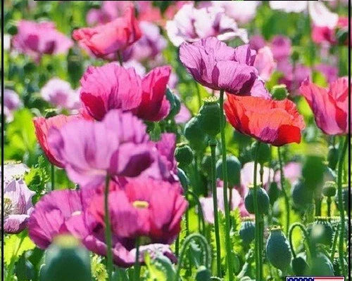 mixed premium flower seeds
