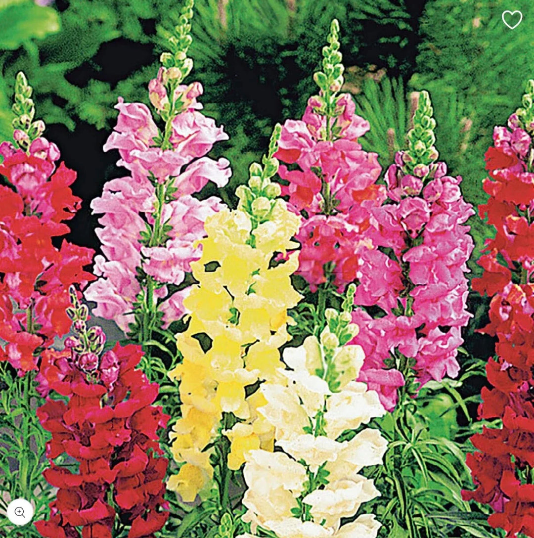snapdragon tall flower seeds