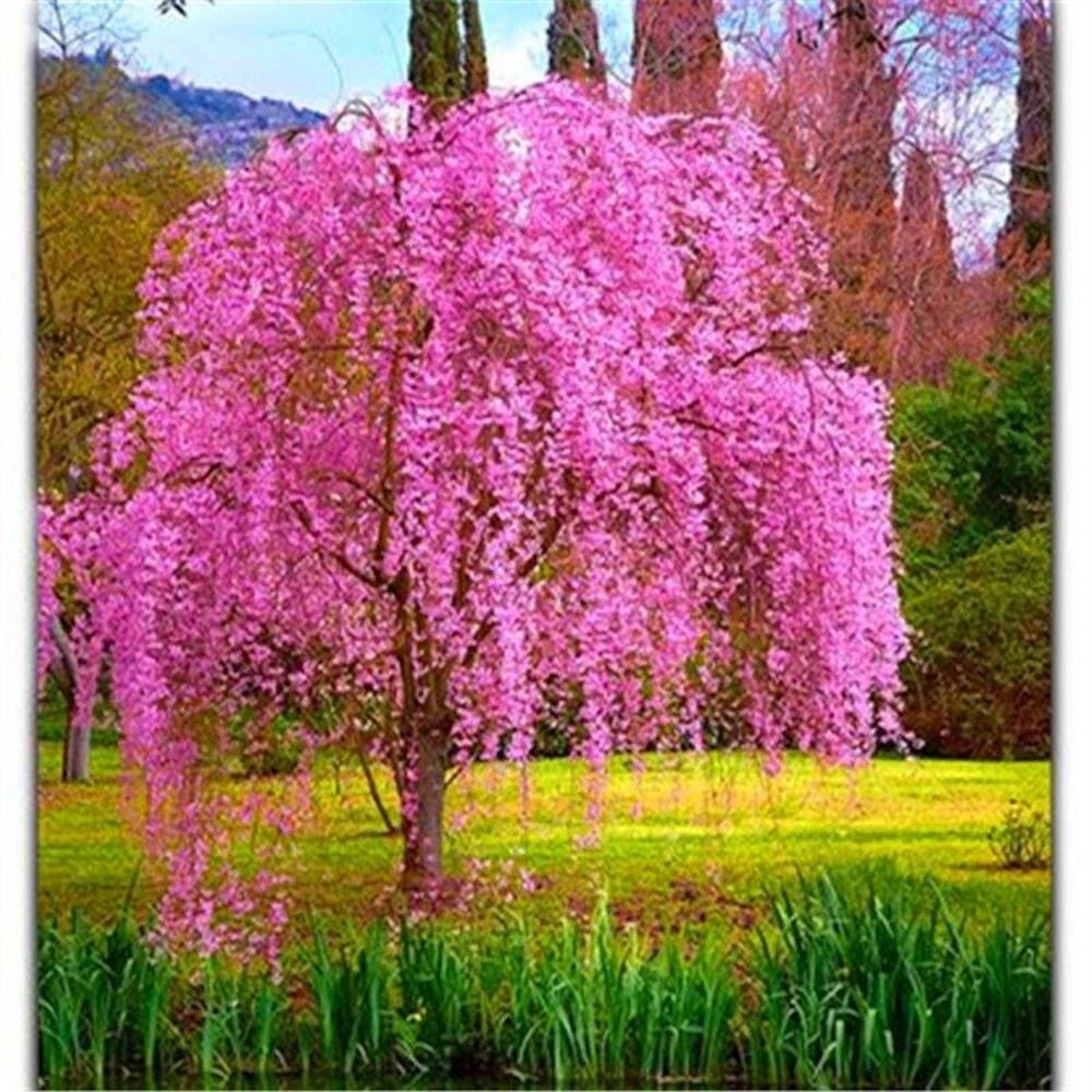 pink flower seeds