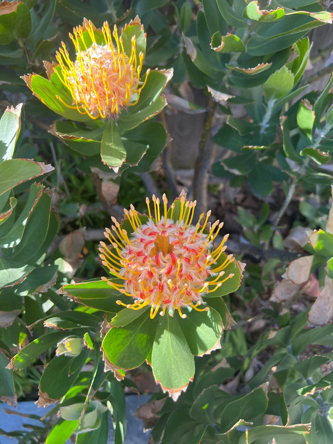 red yellow flower seeds