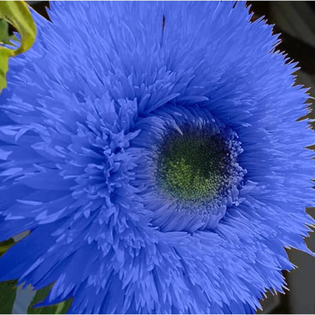 blue teddy flower seeds